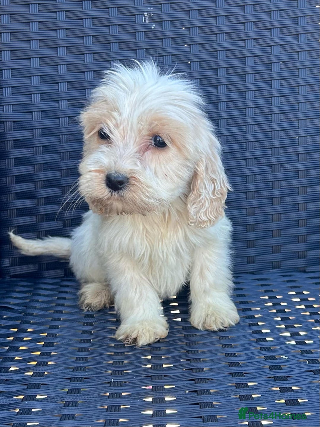 Cockapoo dogs for sale: Stunning cockapoo puppies - Image 6