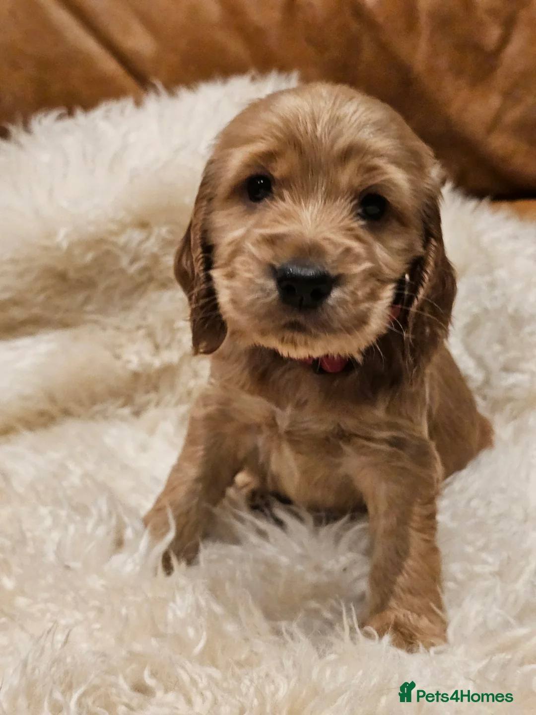 Cocker Spaniel dogs for sale: 5* Show Type Cocker Spaniels Villaspaniol Lines - Advert 36