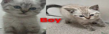 Scottish Fold Kitten 2