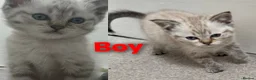 Scottish Fold cats for sale: Beautiful Scottish fold/straight ears kittens - Advert 5