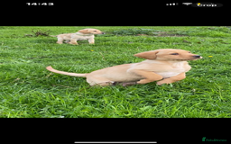 Labrador Retriever dogs for sale: Labrador puppies - Image 2
