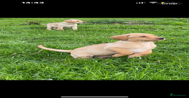 Labrador Retriever dogs - Advert 3