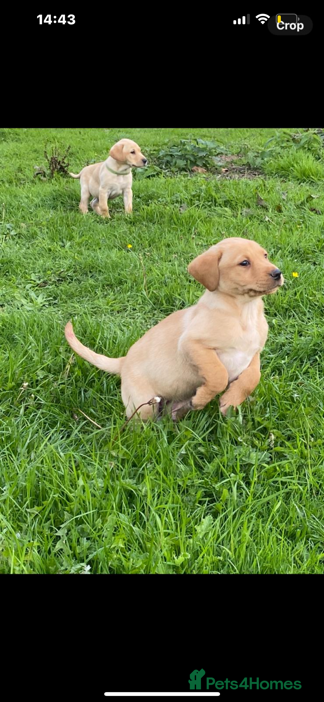 Labrador Retriever dogs for sale: Labrador puppies - Image 2
