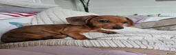 Dachshund dogs for sale: 1 Miniature dachshund left in Swadlincote - Advert 4