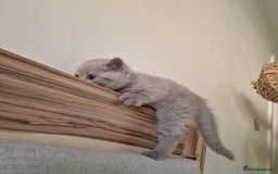 British Shorthair cats for sale: Gorgeous Kittens Ready to Find Their Forever Homes - Image 40