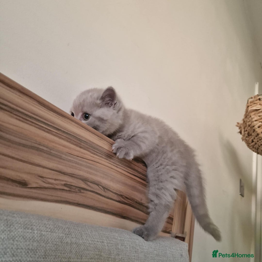 British Shorthair cats for sale: Gorgeous Kittens Ready to Find Their Forever Homes - Image 40
