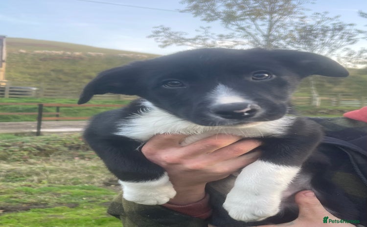 Border Collie dogs - Advert 1