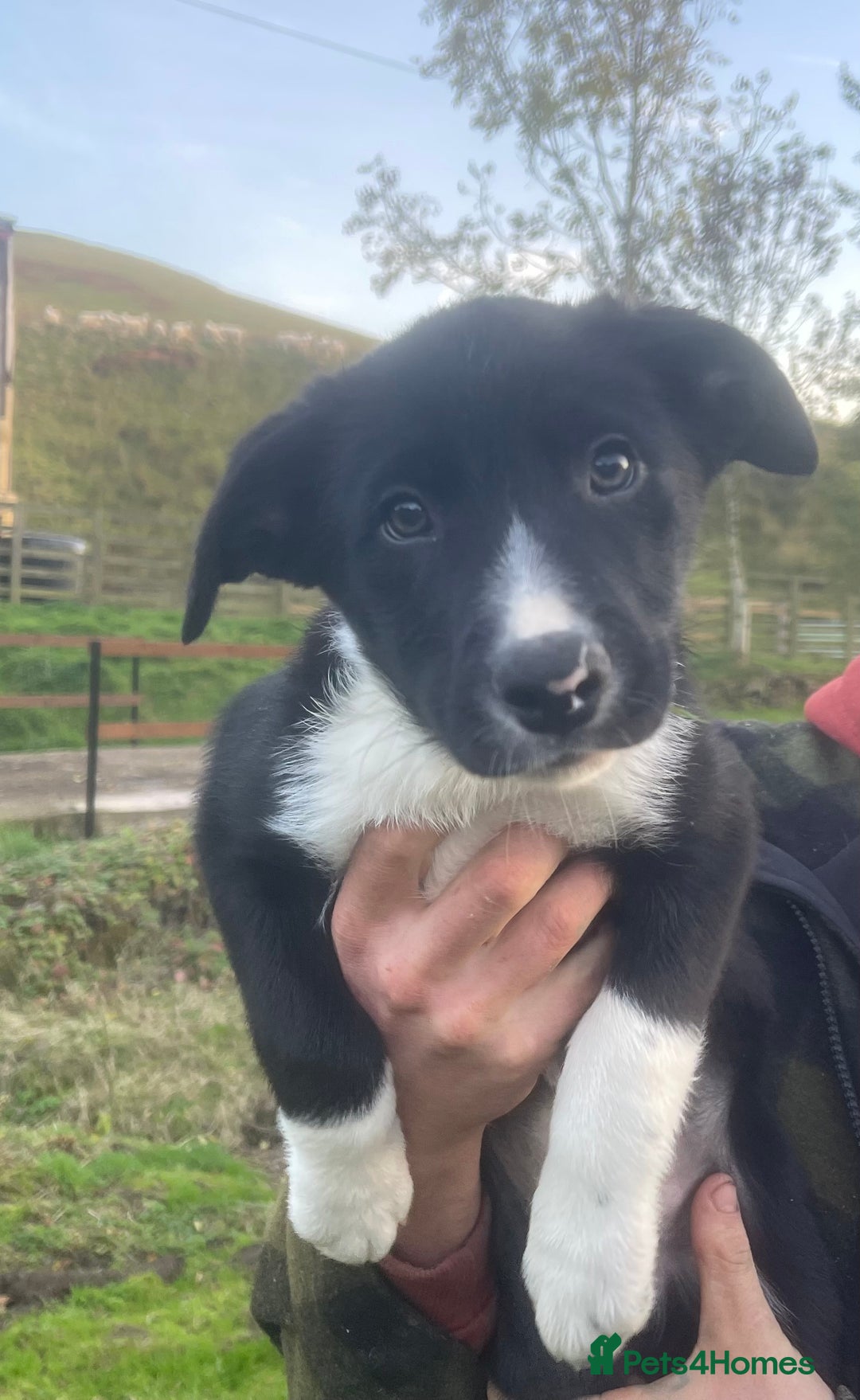 Border Collie dogs for sale: 3 handsome male border collies for sale  - Image 1