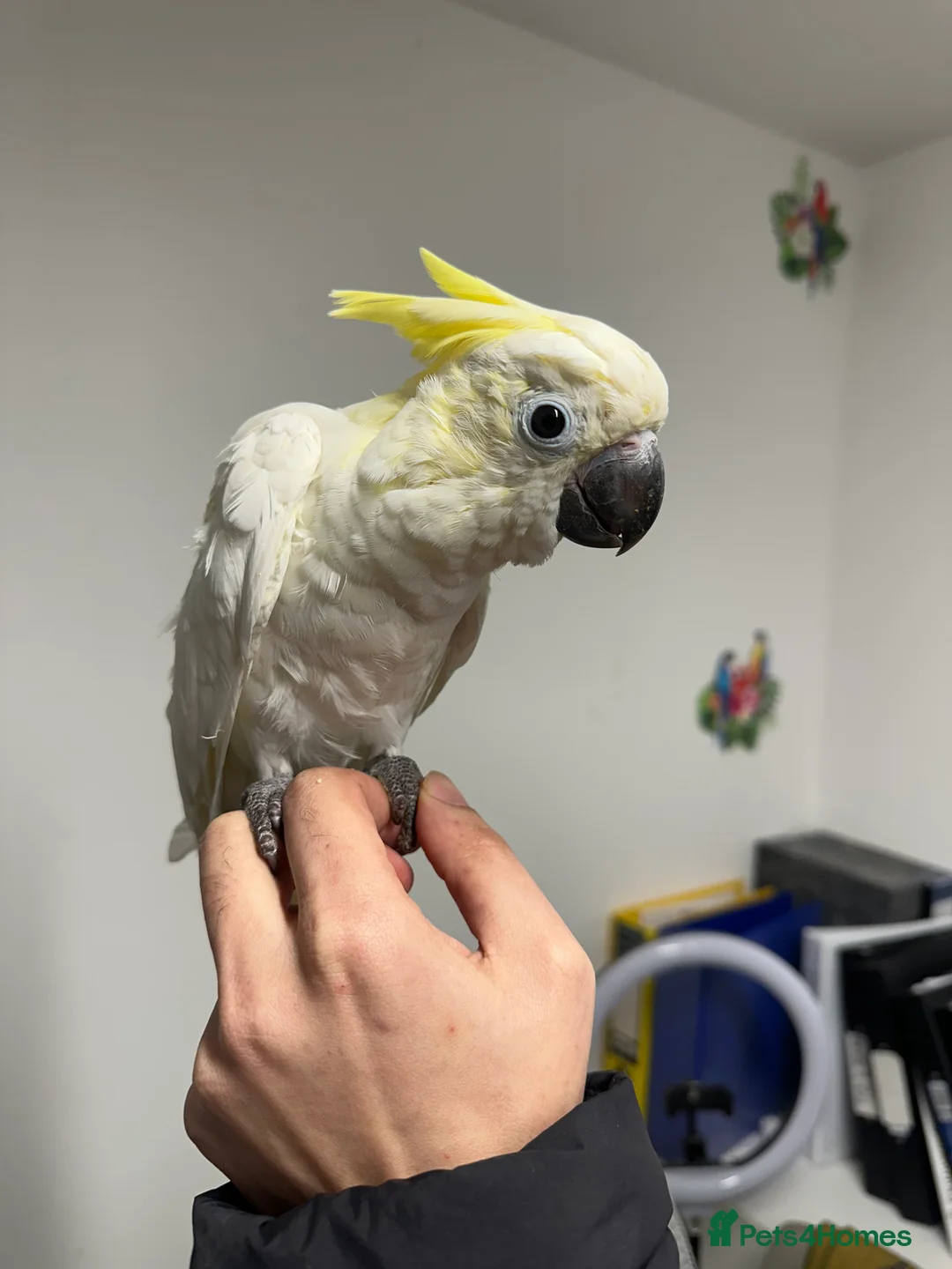 Cockatoo birds for sale: Baby lesser sulfer crested cockatoo  - Advert 2