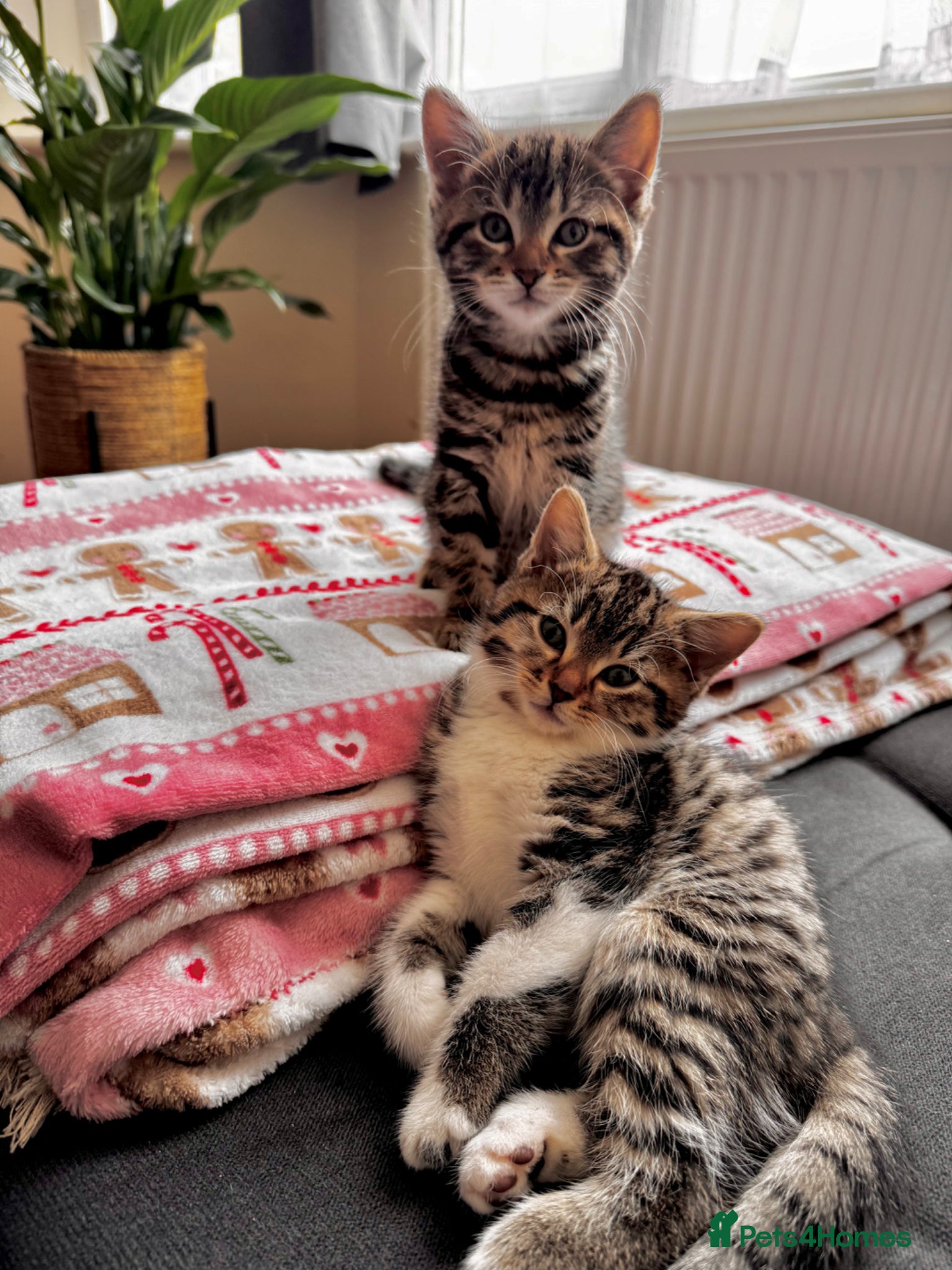Mixed Breed cats Little boy ready to leave now!! - Advert 1