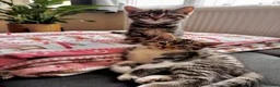 Mixed Breed cats for sale: Little boy ready to leave now!! - Advert 1
