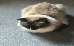 Ragdoll cats for stud: Beautiful Ragdolls ready for a date - Image 3