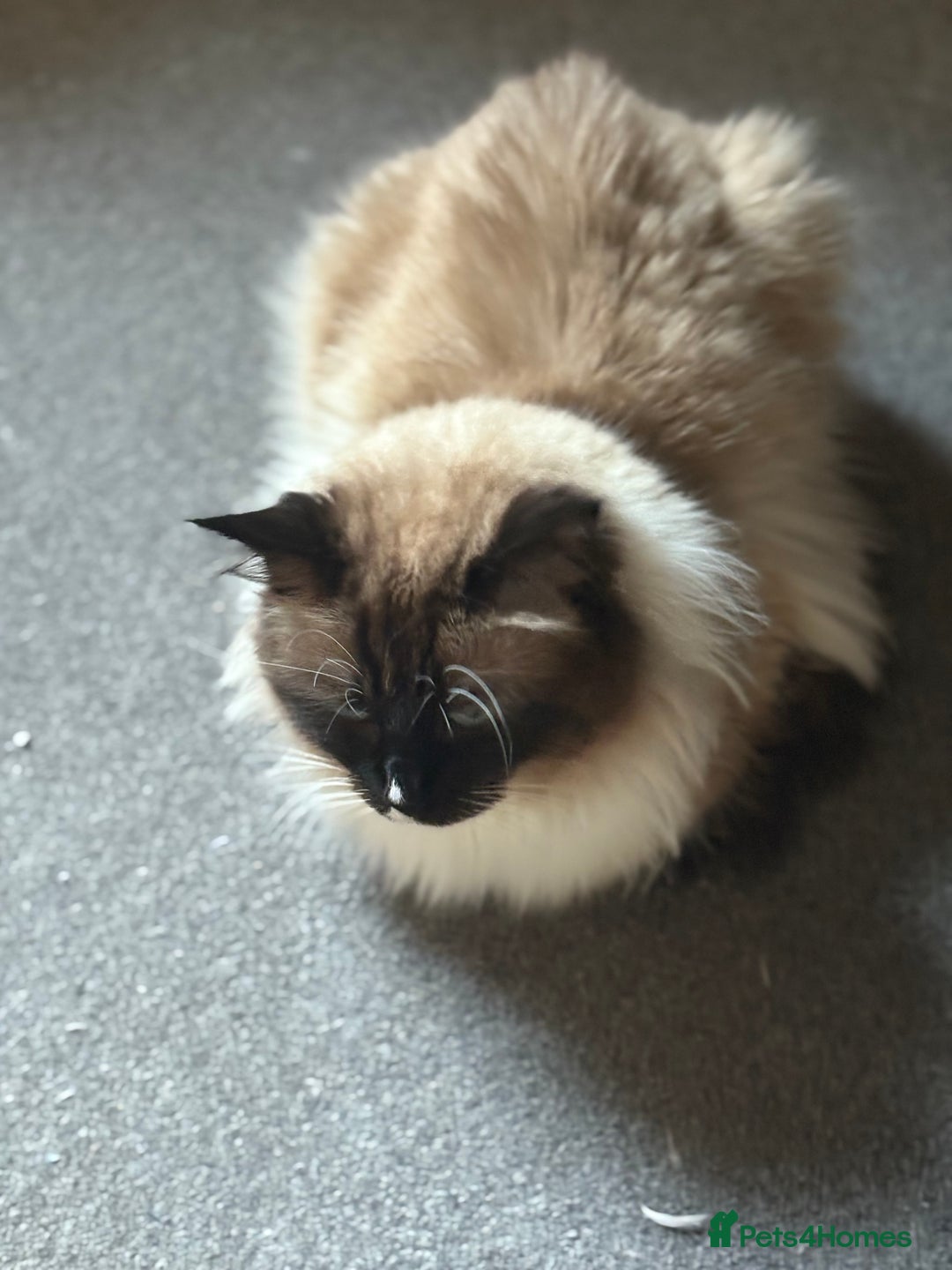 Ragdoll cats for stud: Beautiful Ragdolls ready for a date - Image 3
