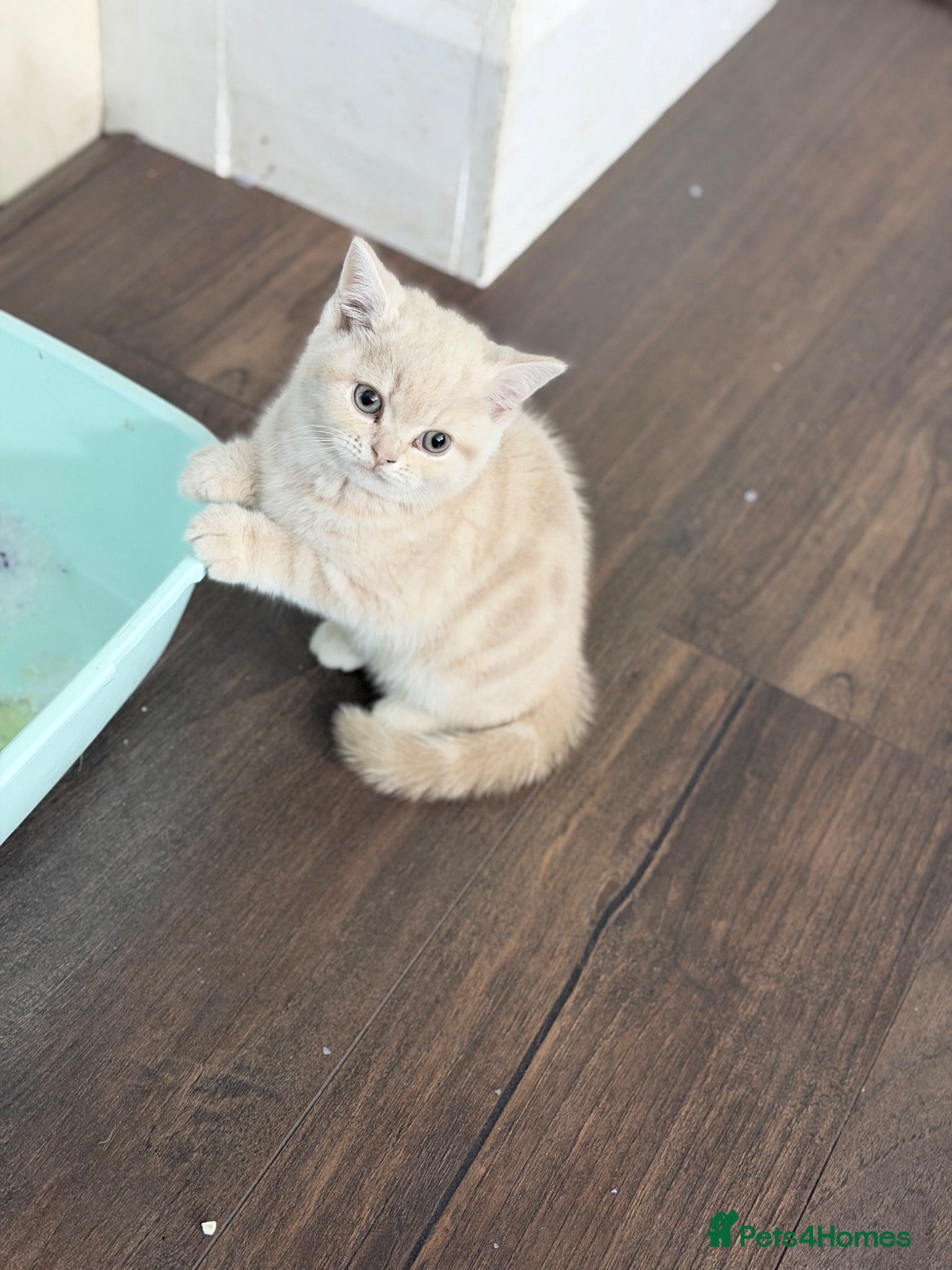 British Shorthair cats last GCCF British shorthair kitten to reserve - Advert 1