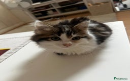 Mixed Breed cats for sale: Female Kitten for sale - Image 5