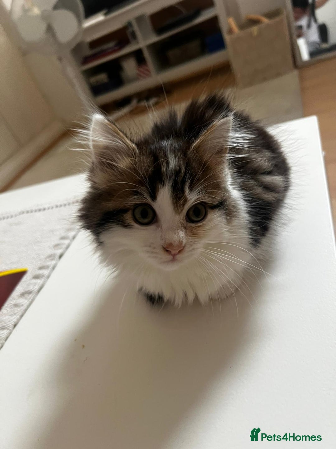 Mixed Breed cats for sale: Female Kitten for sale - Image 5