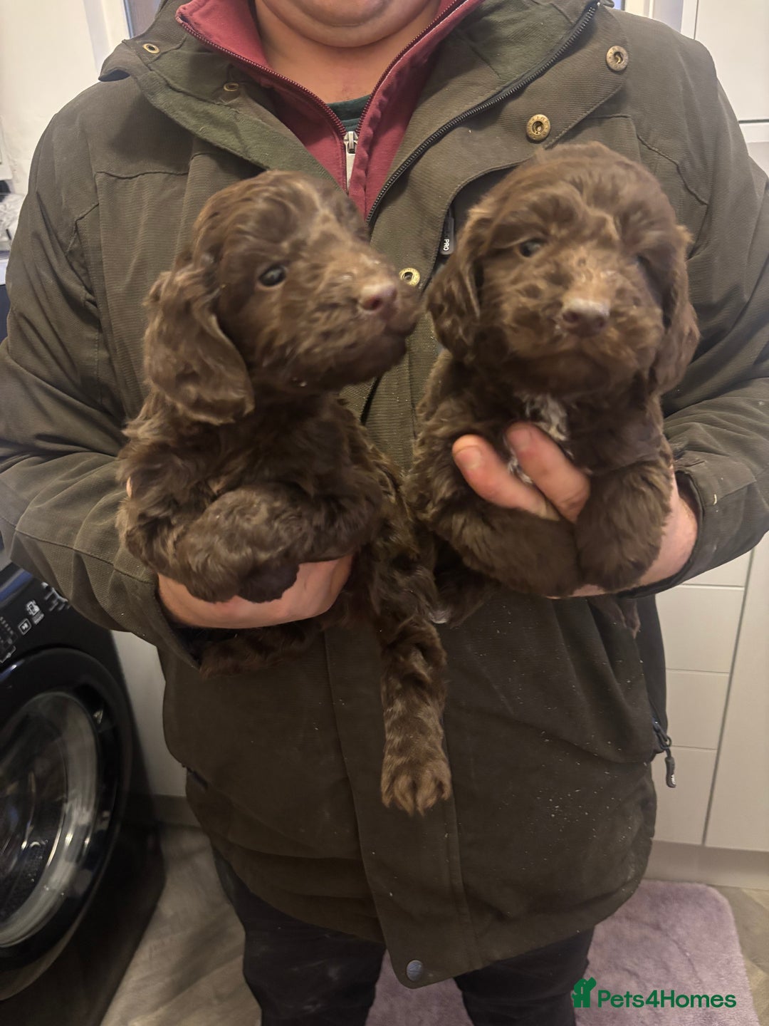 Cockapoo dogs for sale: Cockapoo puppies  - Advert 5