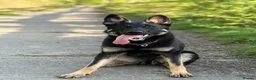 German Shepherd dogs for sale: Working Line German Shepherd For Sale in Ripley - Advert 5
