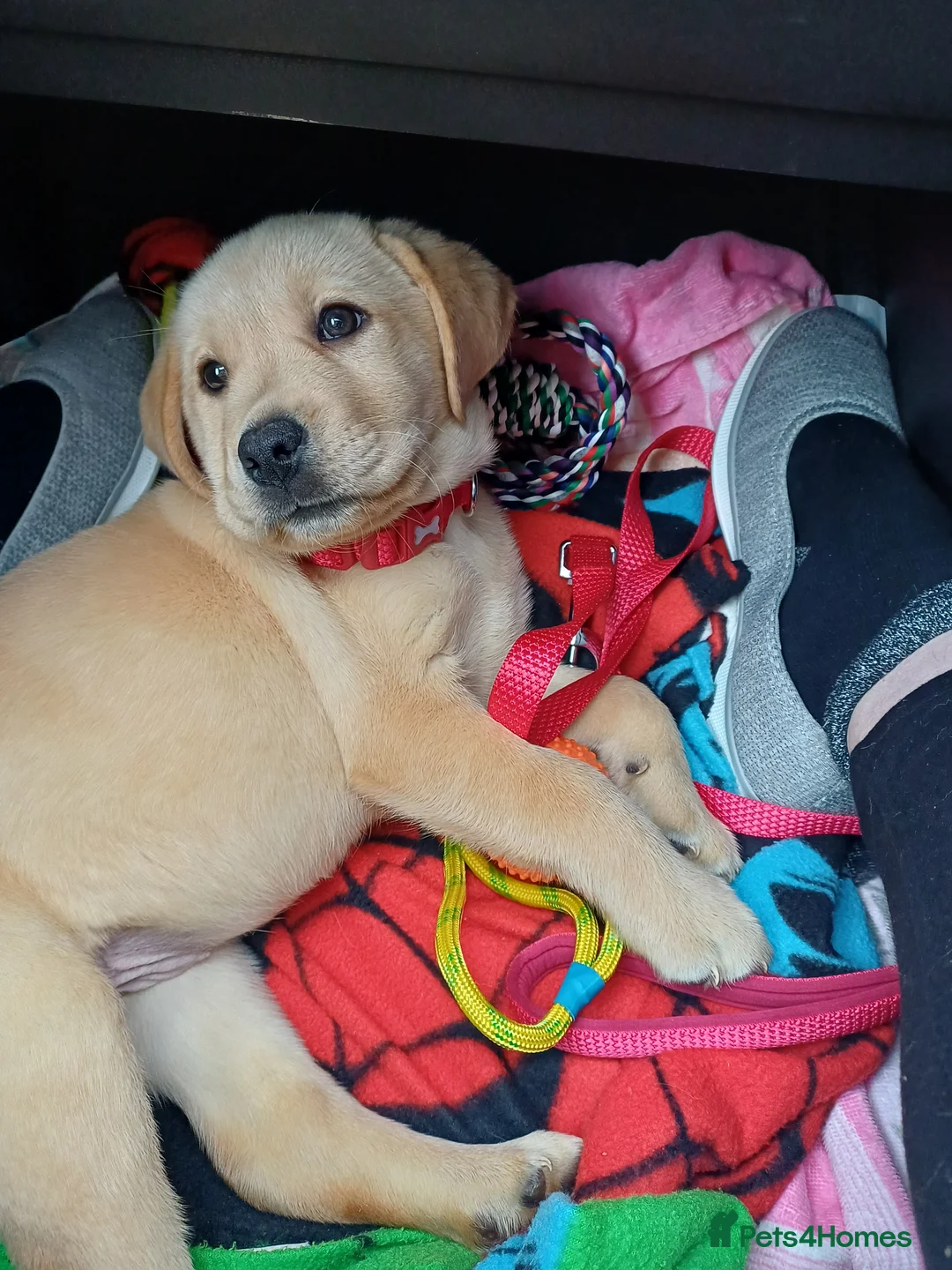 Labrador Retriever dogs for sale: Golden labrador Retriever  - Advert 4