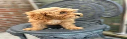 Cavapoo dogs for sale: Multigenerational Australian labradoodle cavapoo  - Advert 3