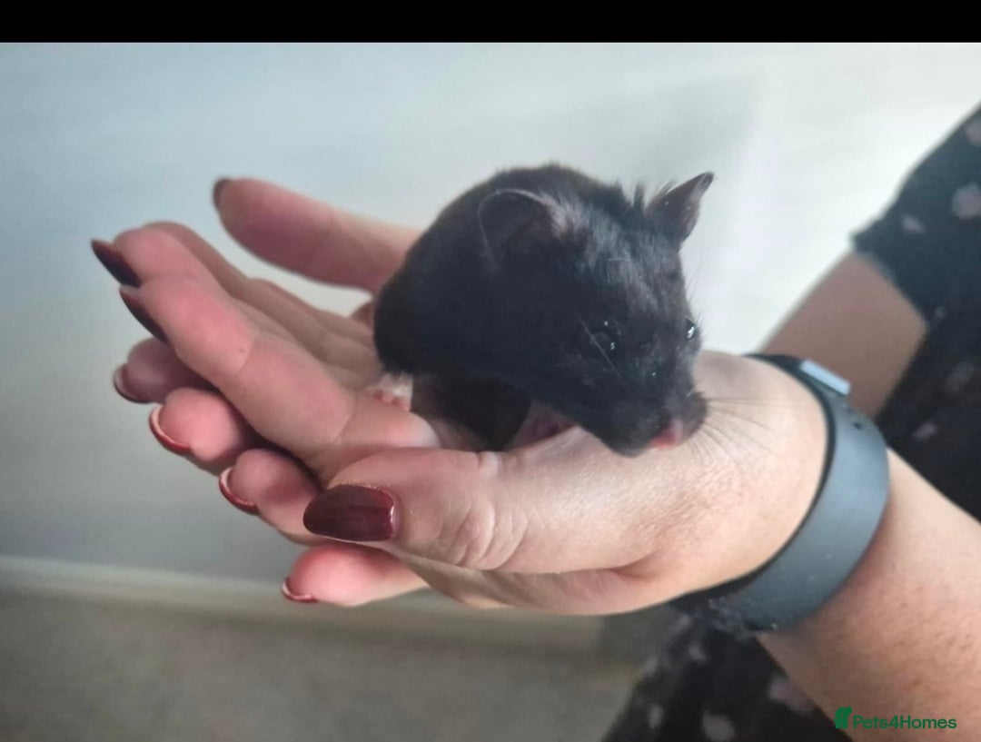 Hamster rodents for sale: Serian hamster. Black, female - Image 1