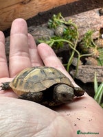 Hermann Tortoise reptiles Hermann tortoise 2025 hatchlings for sale - Advert 1