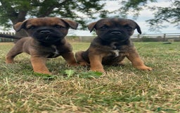 Border Terrier dogs for sale: Fabulous Chucky Boys - Image 1