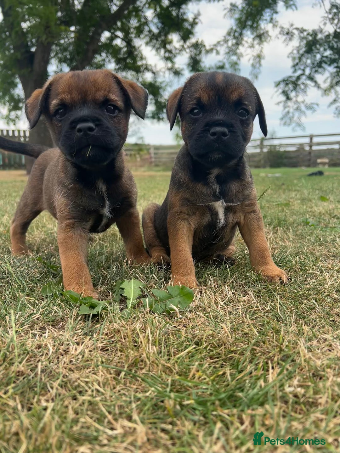 Border Terrier dogs for sale: Fabulous Chucky Boys - Image 1