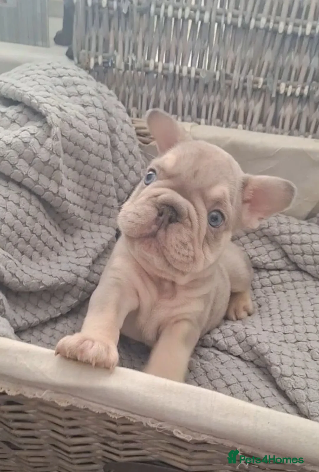 French Bulldog dogs for sale: Beautiful  pups - Advert 1