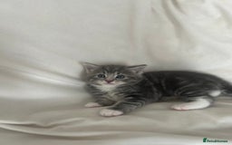 Mixed Breed cats for sale: 2 gorgeous grey kittens - Image 5