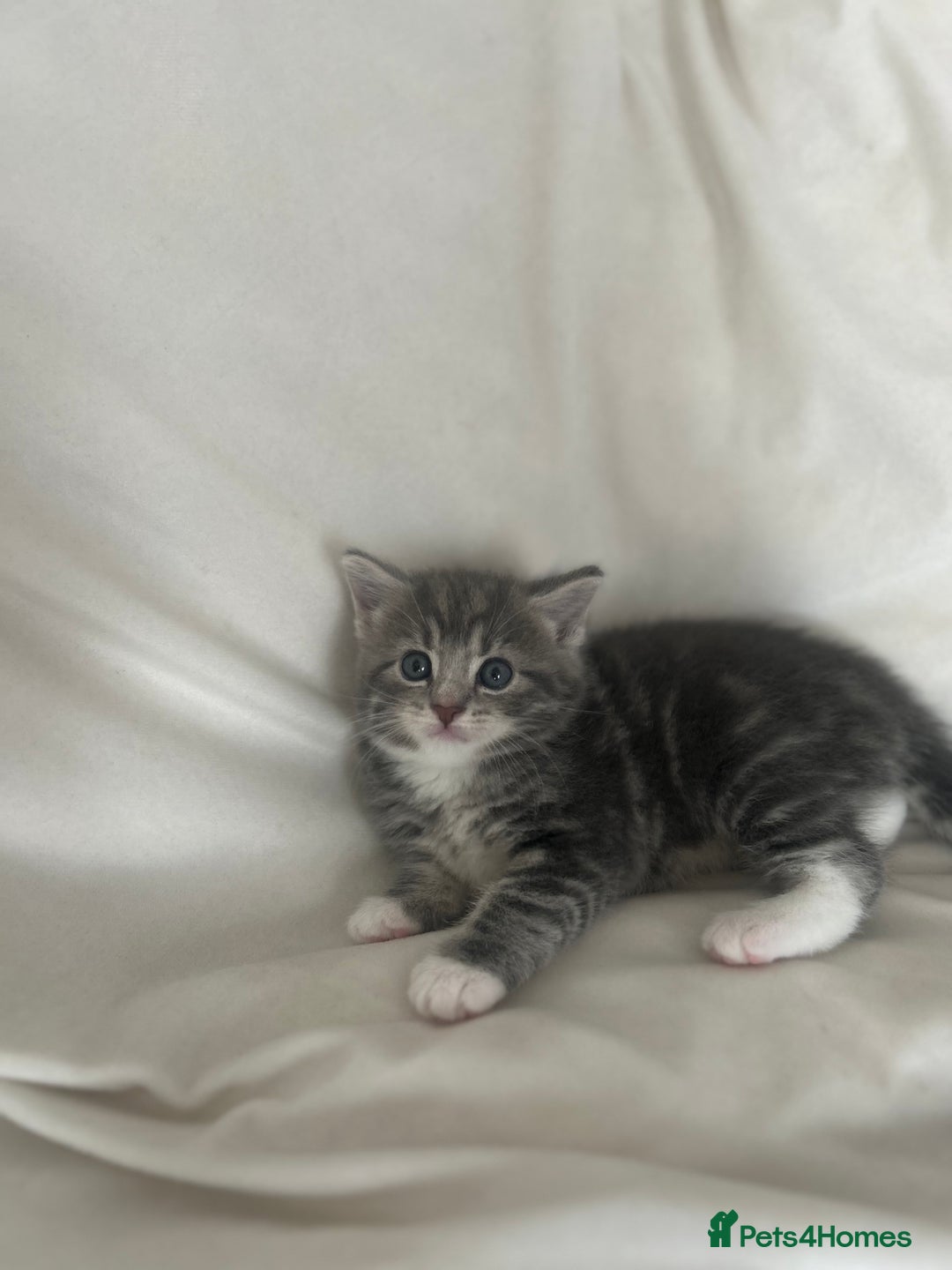 Mixed Breed cats for sale: 2 gorgeous grey kittens - Image 5