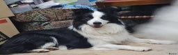 Border Collie dogs for stud: Borderlair Tip for the Top (Tip) - Advert 8