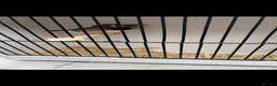 Finches birds for sale: Stunning mutation zebra finches  - Advert 2