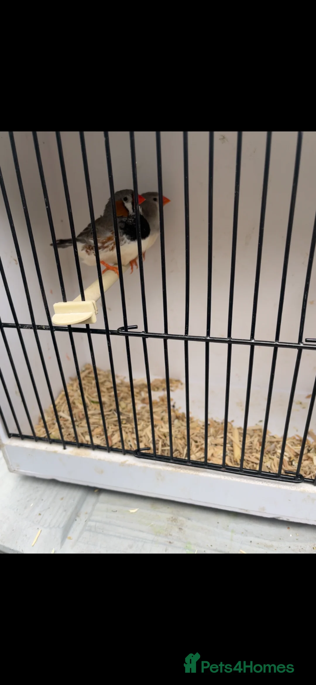 Finches birds for sale: Stunning mutation zebra finches  - Advert 2