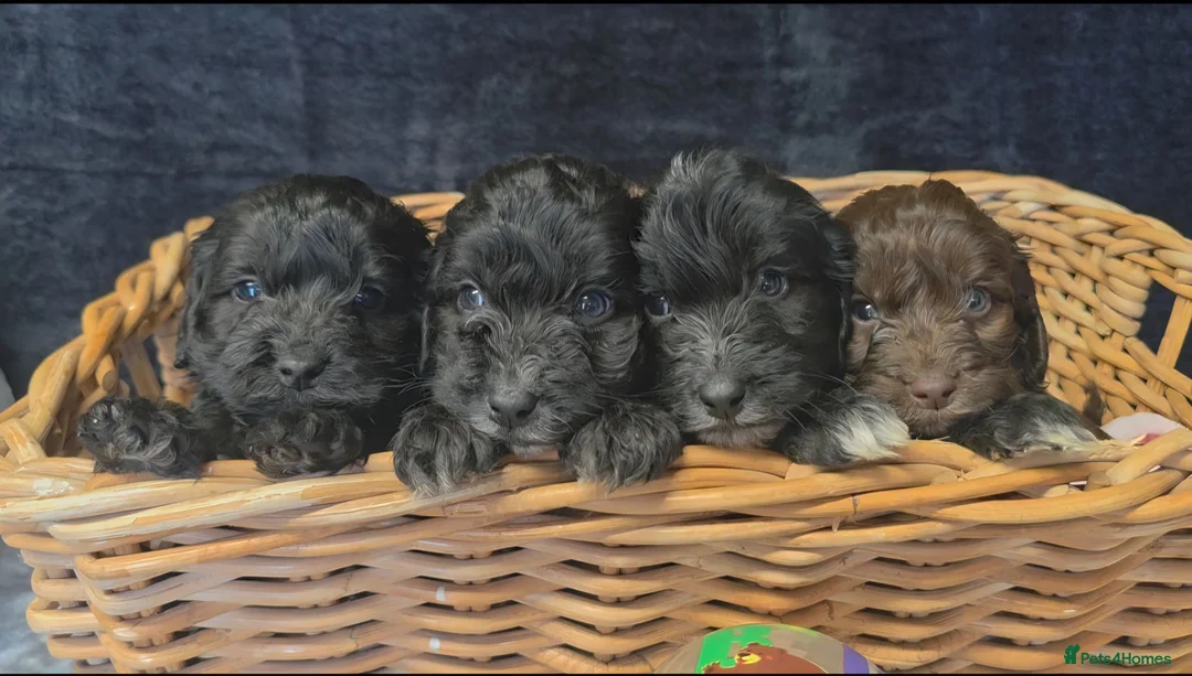 Cockapoo dogs for sale: Adorable cockapoo puppys  - Advert 2