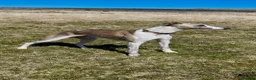 Whippet dogs for stud: Blue Fawn KC Registered Whippet available for stud - Advert 6