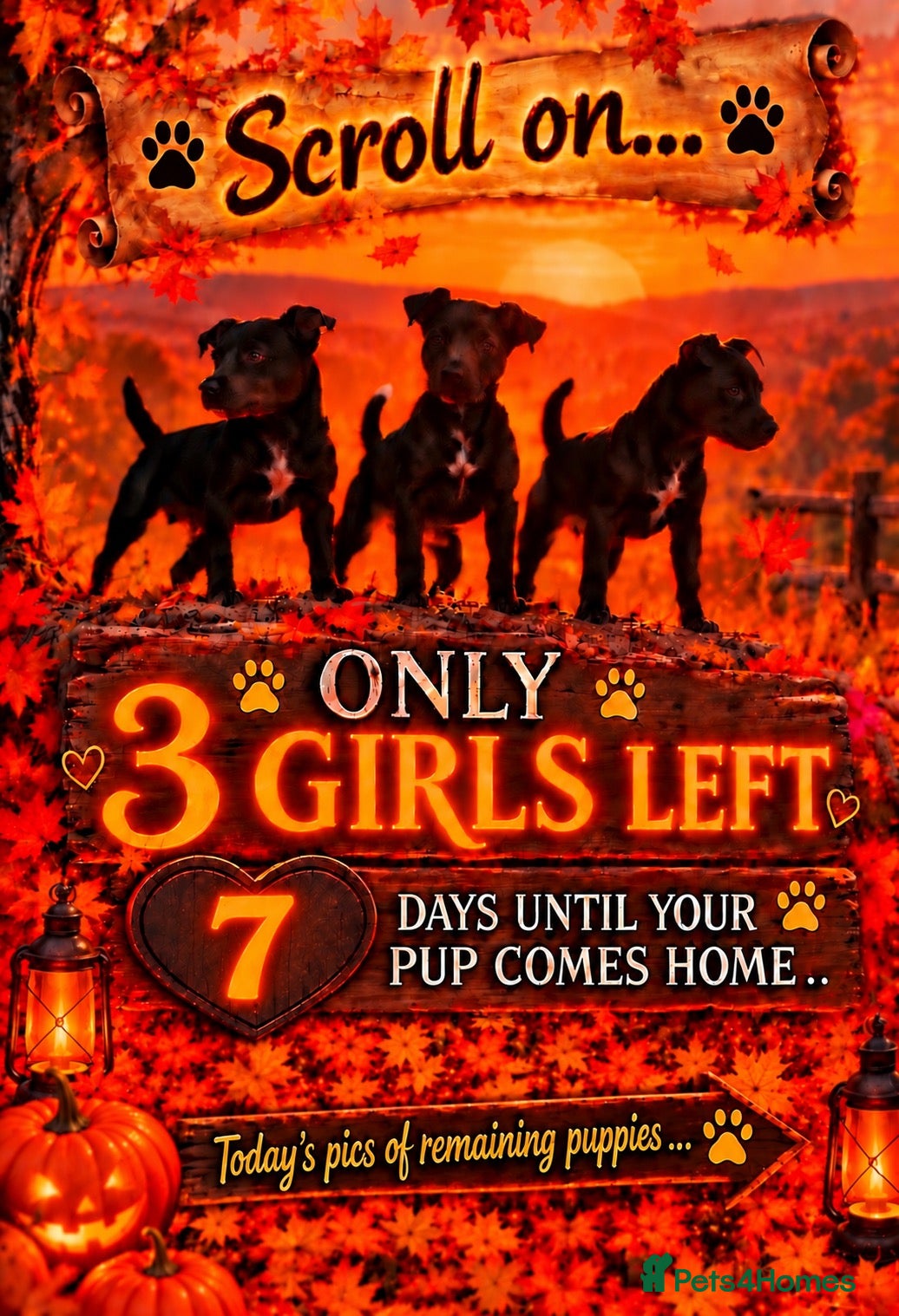 Patterdale Terrier dogs Stunning spooktacular Patterdale puppies  - Advert 1