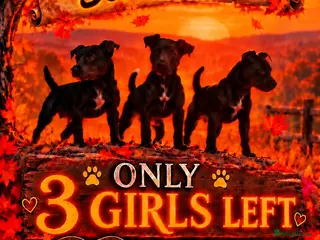 Patterdale Terrier dogs Stunning spooktacular Patterdale puppies - Advert 12