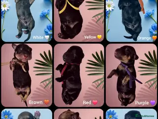 Mixed Breed dogs Labradoodle x Dachshund - Advert 18