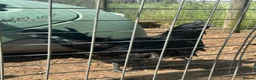 Chickens poultry for sale: Ayam Cermani Cockerel  - Advert 4