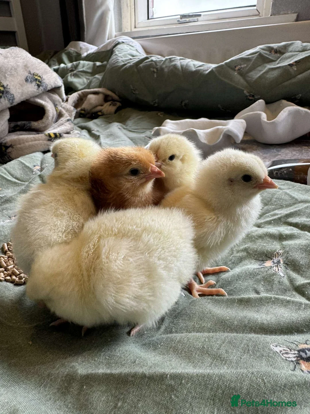 Chickens poultry for sale: Goldline chicks. Quail chicks. Pair of geese - Advert 3