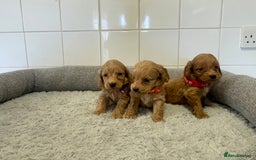 Cockapoo dogs for sale:  ❤️f1 cockapoos now having viewing 5 wks old  - Image 15