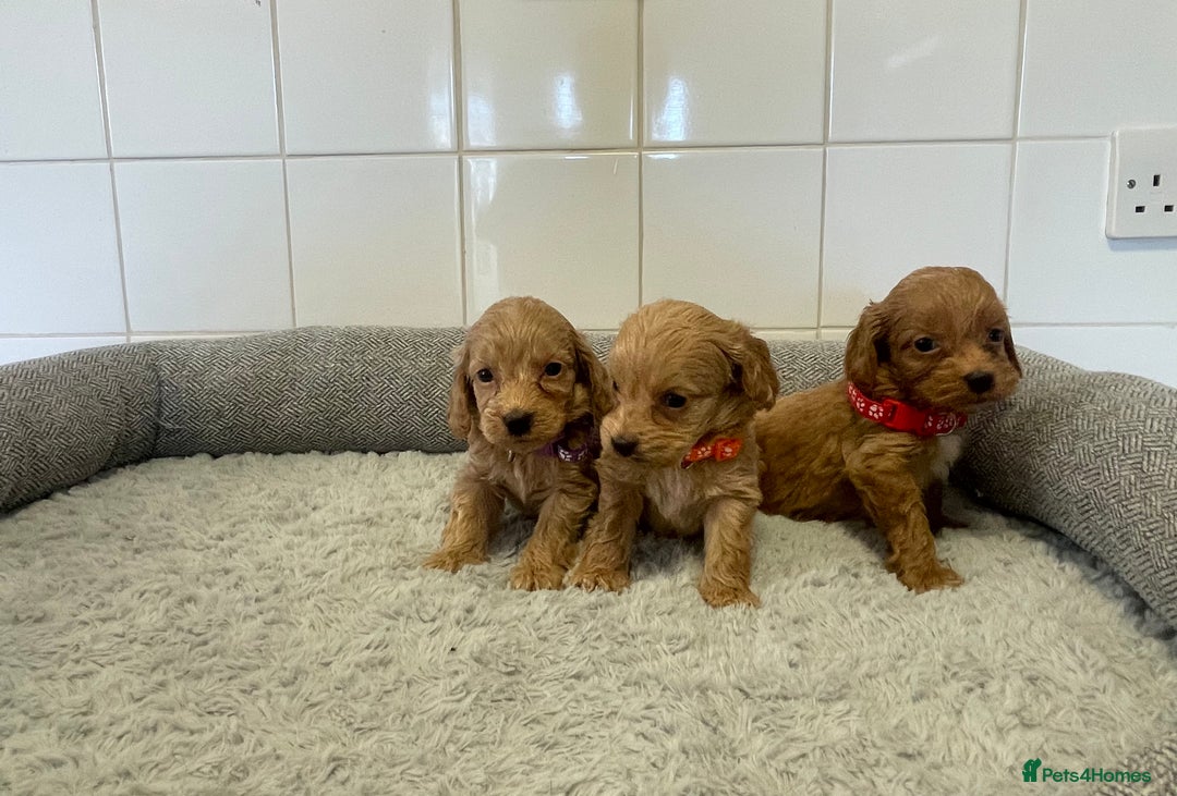 Cockapoo dogs for sale:  ❤️f1 cockapoos now having viewing 5 wks old  - Image 15
