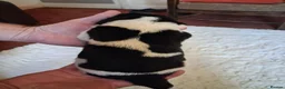 Newfoundland dogs for sale: Landseer Newfoundland Puppies - Advert 15