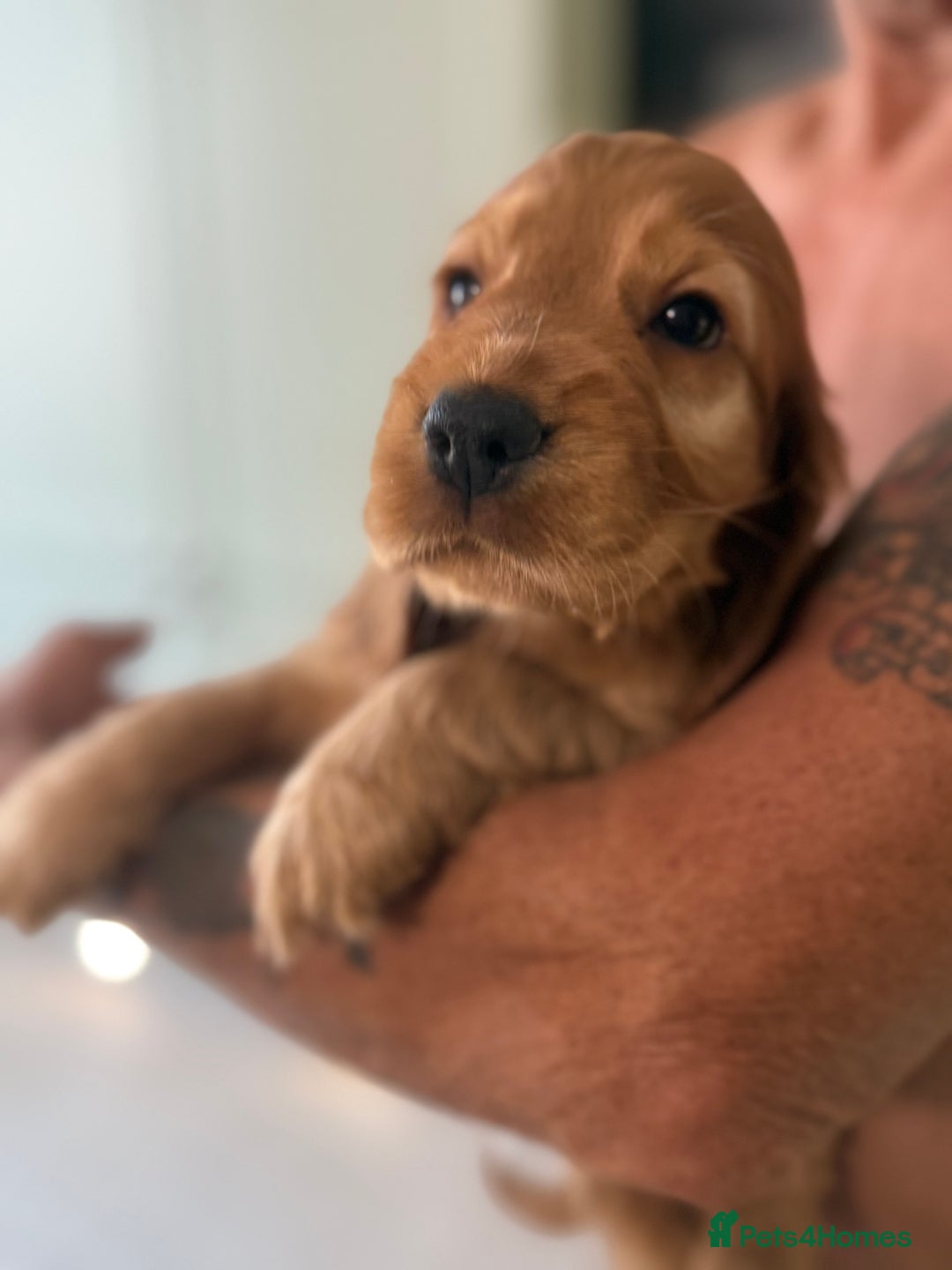 Cocker Spaniel dogs for sale: KC Registered Show Cocker Spaniel Puppies - Image 14