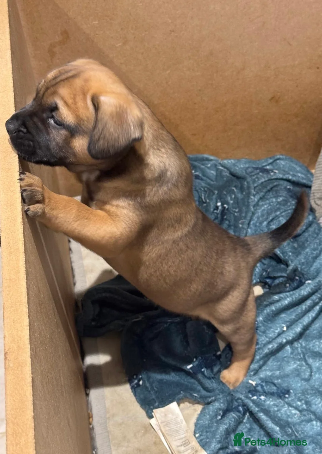 Mixed Breed dogs for sale:  Beautiful Mixed Breed Puppies   🐾 - Advert 11