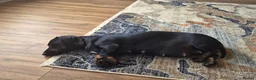 Miniature Dachshund dogs for sale: 3 male miniature dachshunds  - Advert 2