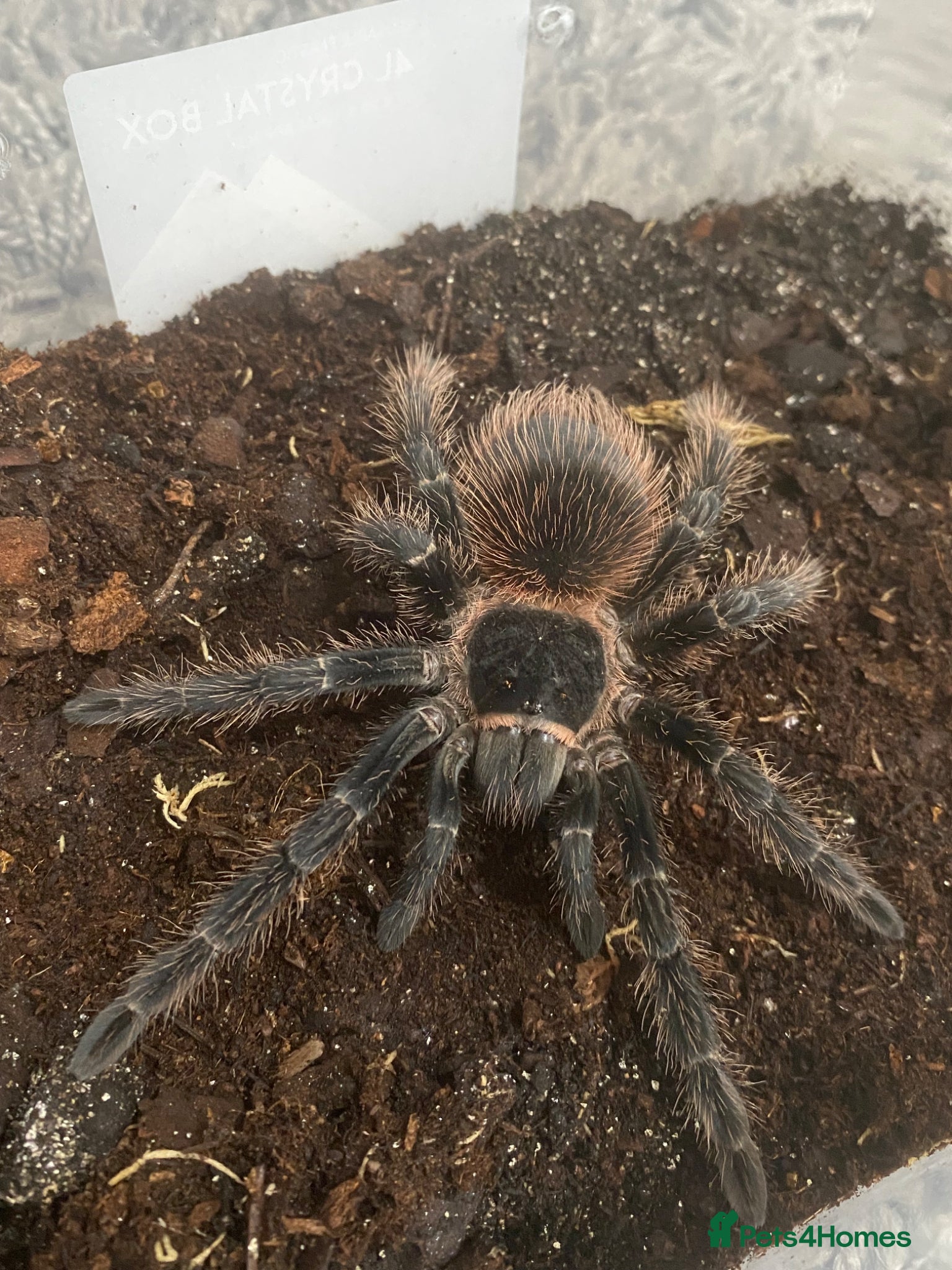 Tarantulas invertebrates Brazilian Pink salmon tarantulas  - Advert 9