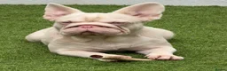 French Bulldog dogs for sale: FRENCHIE BOY’S - Advert 3