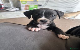Mixed Breed dogs for sale: Cane corso x staffy  - Image 4